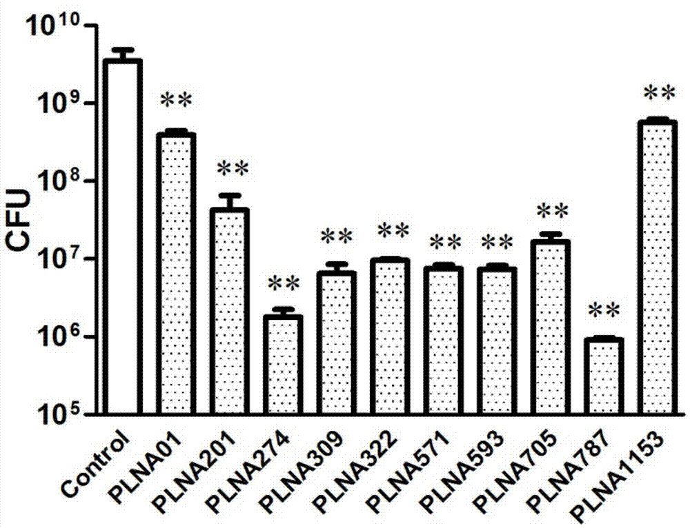 Transmembrane peptide-mediated antisense antibacterial agent and preparation method and application thereof