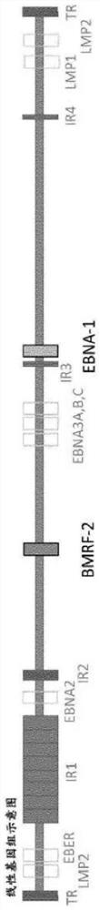 Compositions and methods for detecting Epstein Barr Virus (EBV)