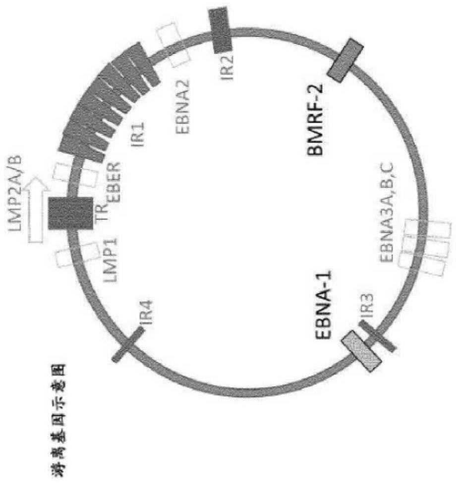 Compositions and methods for detecting Epstein Barr Virus (EBV)