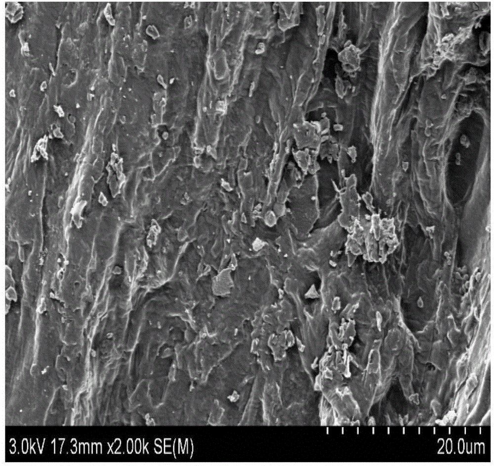 Processing method and application of enoki mushroom roots