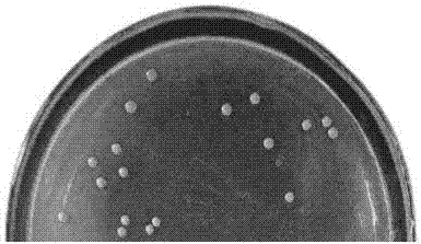 A carbendazim-degrading bacterium mbc-6f and its application