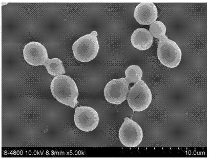 A carbendazim-degrading bacterium mbc-6f and its application