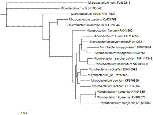 A carbendazim-degrading bacterium mbc-6f and its application