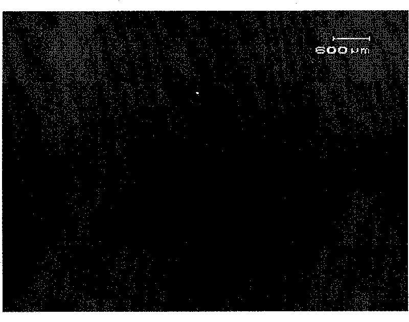 Enterococcus faecalis and application thereof