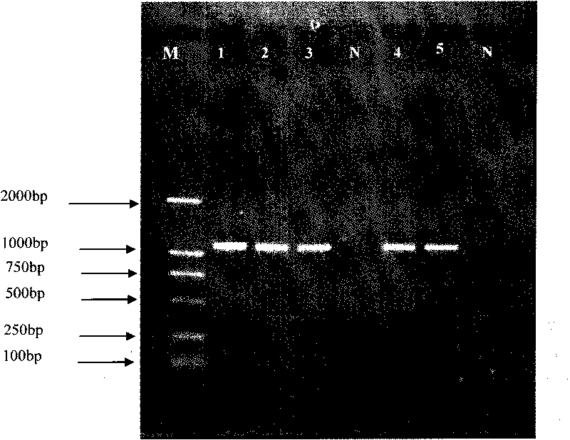 Enterococcus faecalis and application thereof