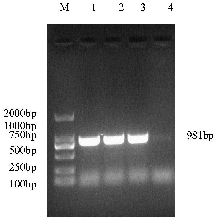 Rabbit-derived anti-porcine parvovirus type 6 VP2 protein antibody and preparation method thereof