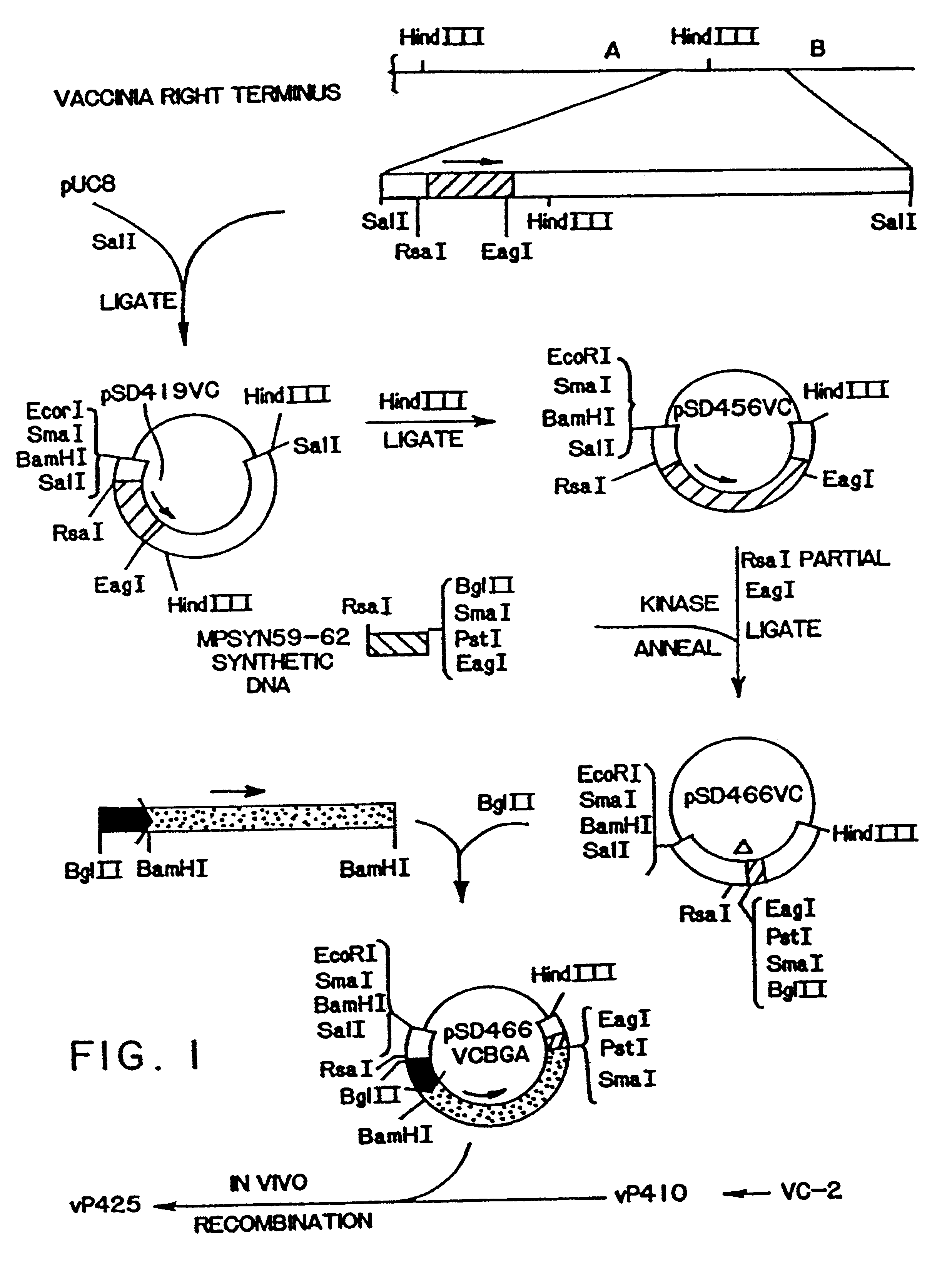 Equine herpesvirus type 1 glyocoprotein D (EHV-1gD)