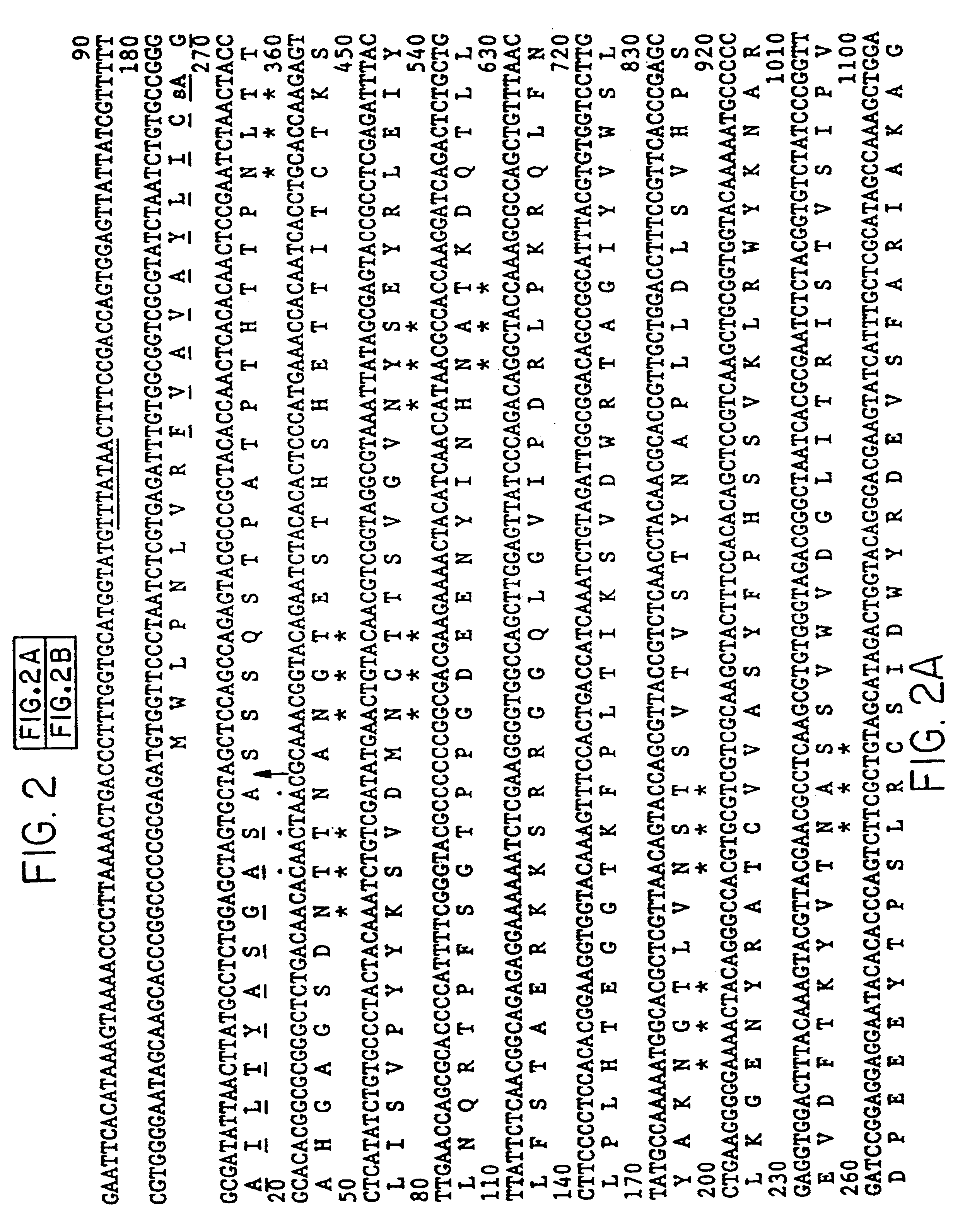 Equine herpesvirus type 1 glyocoprotein D (EHV-1gD)