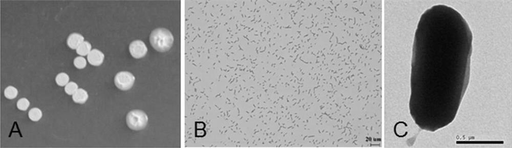 Bacillus siamese yj15 and its application