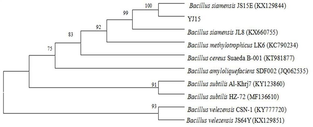 Bacillus siamese yj15 and its application