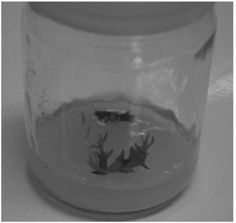 A method for rapid propagation of Striga in tissue culture