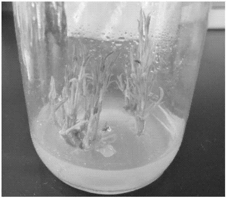 A method for rapid propagation of Striga in tissue culture