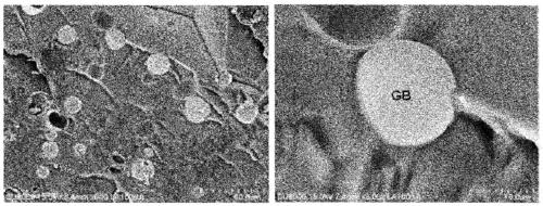 Method for preparing superabsorbent resin, and superabsorbent resin