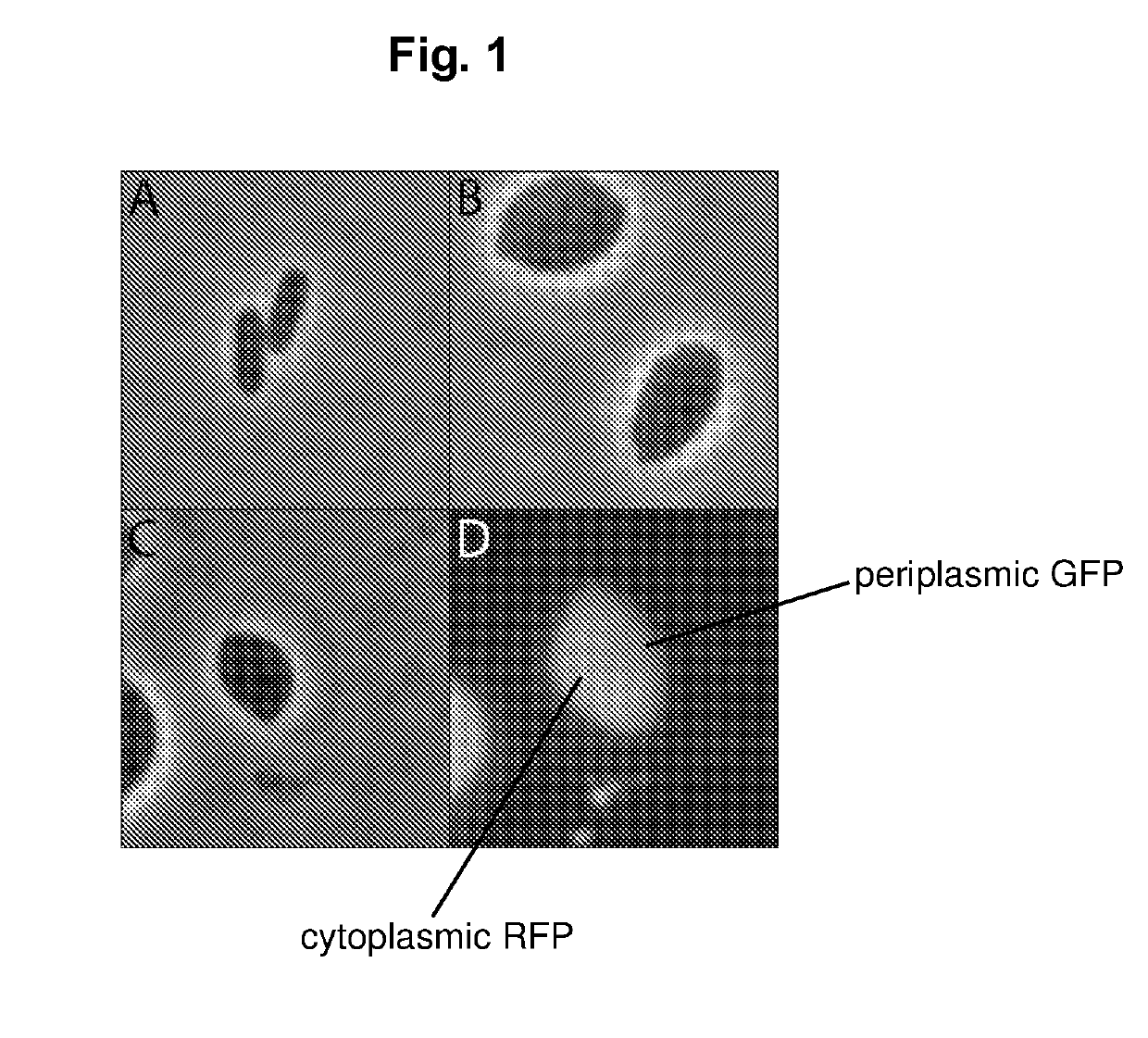 EXPRESSION OF PROTEINS IN GRAM-NEGATIVE BACTERIA WHEREIN THE RATIO OF PERlPLASMIC VOLUME TO CYTOPLASMIC VOLUME IS BETWEEN 0.5:1 AND 10:1