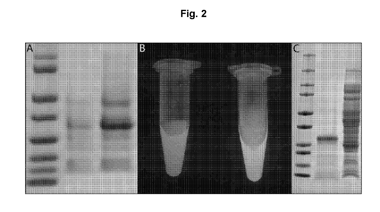 EXPRESSION OF PROTEINS IN GRAM-NEGATIVE BACTERIA WHEREIN THE RATIO OF PERlPLASMIC VOLUME TO CYTOPLASMIC VOLUME IS BETWEEN 0.5:1 AND 10:1