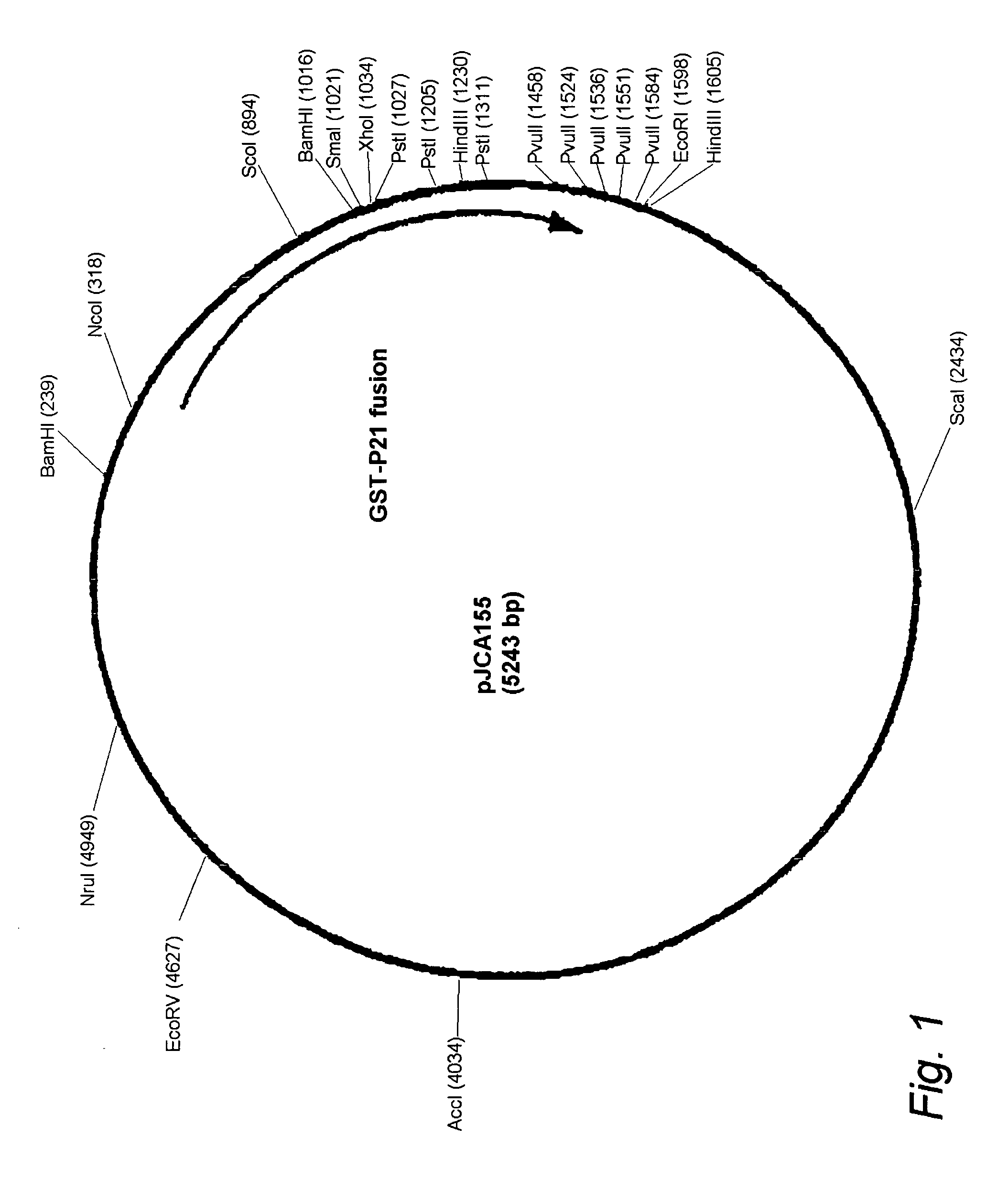 Compositions and vaccines containing antigen(s) of Cryptosporidium parvum and of another pathogen