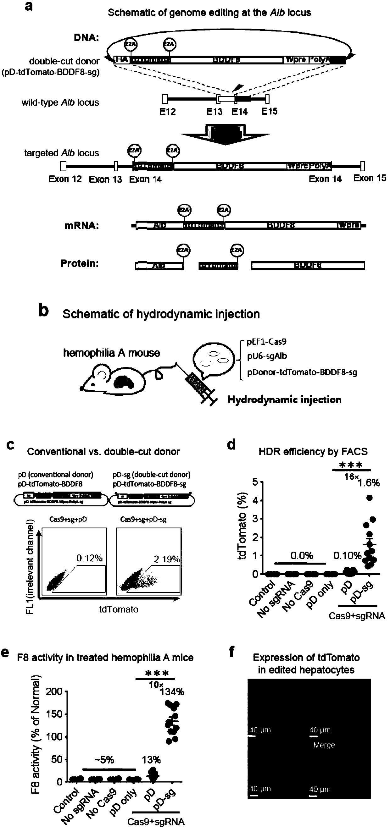 Double-cut donor for hemophilia A and medicine combination thereof