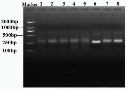 Biosensor and method for detecting salmonella