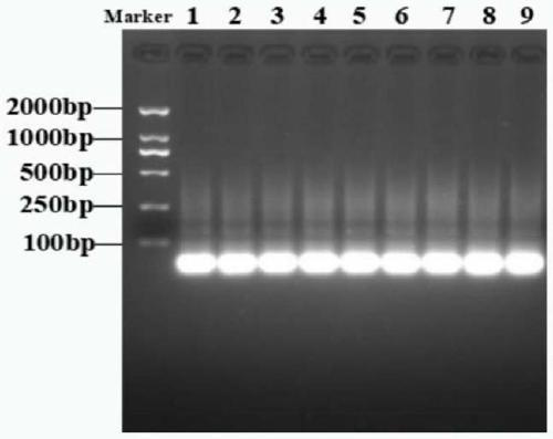 Biosensor and method for detecting salmonella