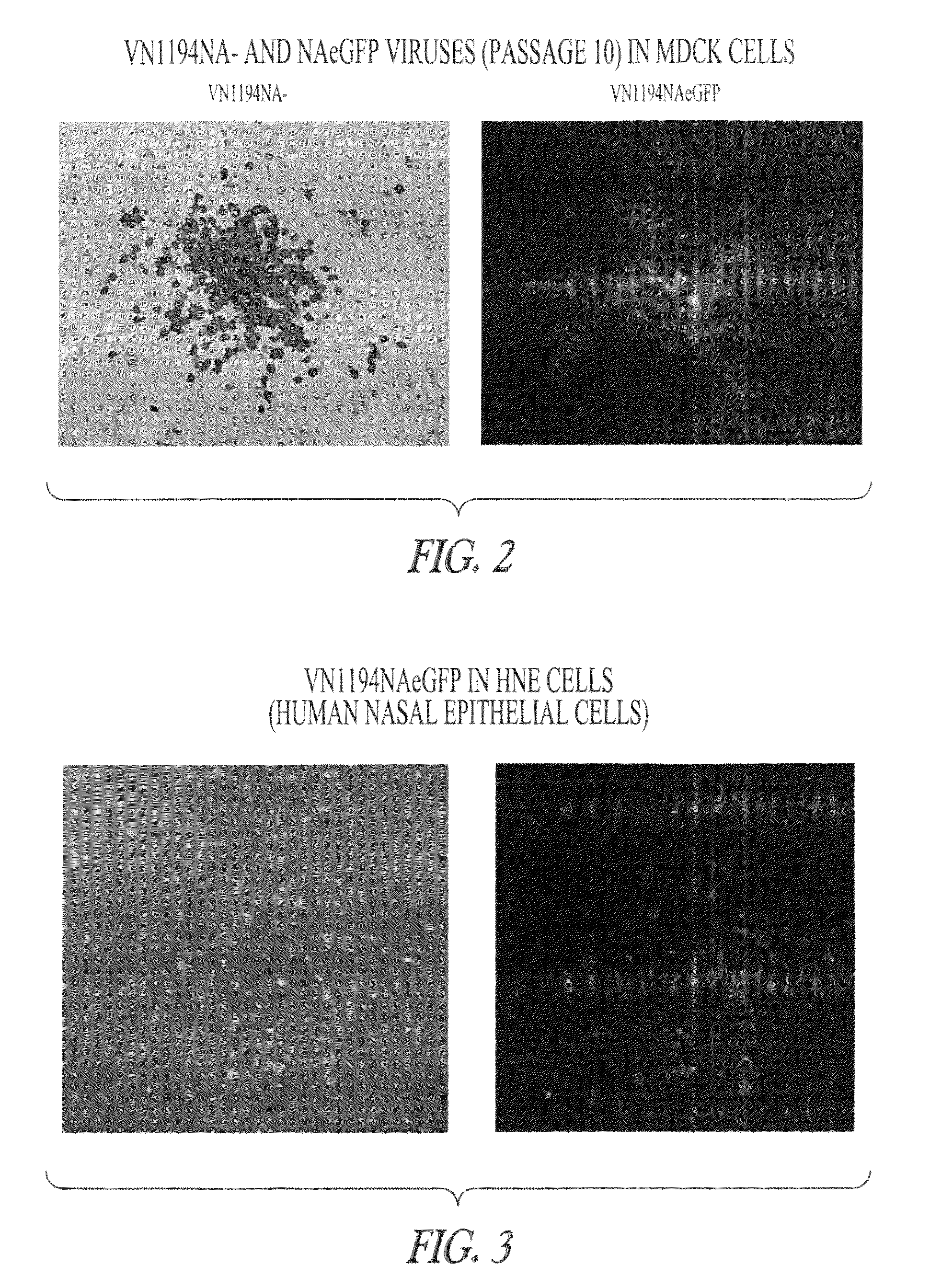 Neuraminidase-deficient live influenza vaccines