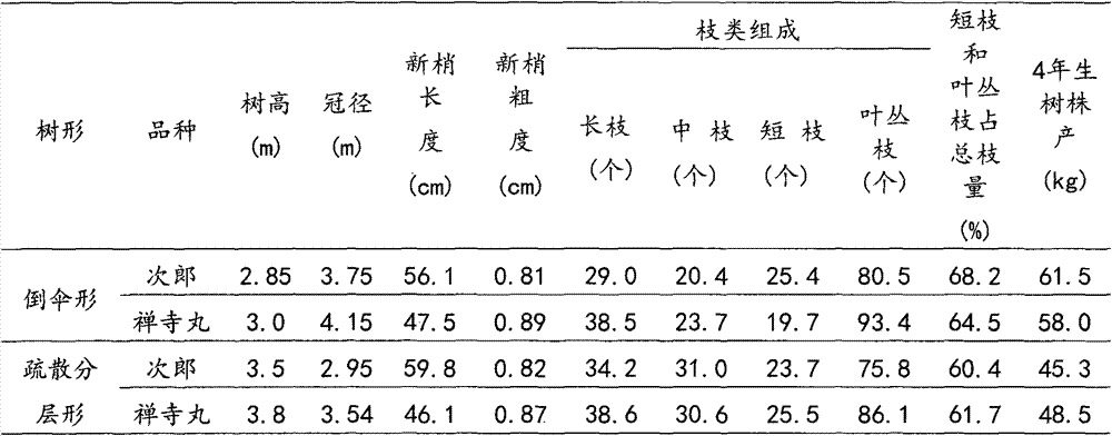 Reshaping trimming method for inverted umbrella shape of persimmon tree