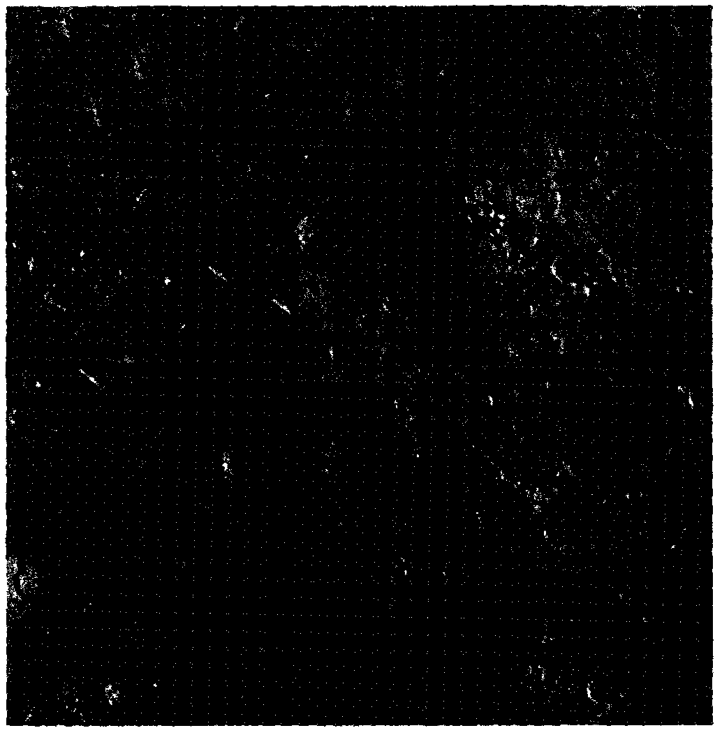 Pattern for building artificial algal crust in desert