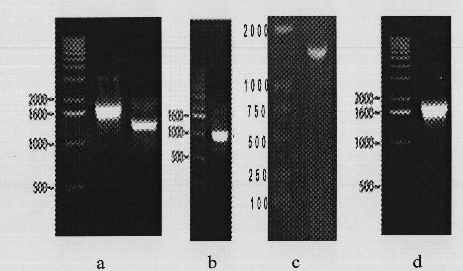 Avian influenza and infectious bronchitis hybrid virus-like particle as well as preparation method and application thereof