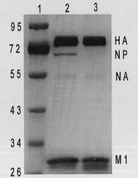 Avian influenza and infectious bronchitis hybrid virus-like particle as well as preparation method and application thereof