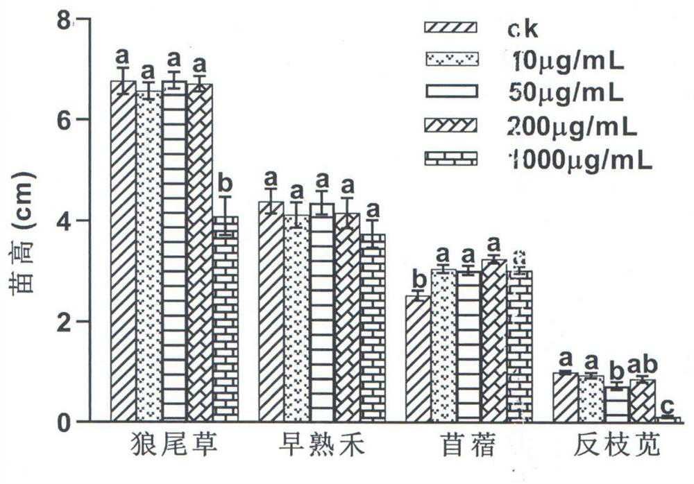 Method for extracting compound axillarin from xanthium italicum and application of compound axillarin