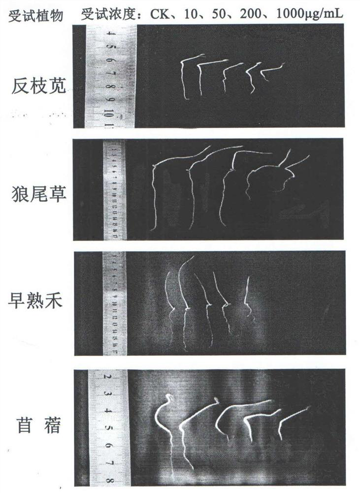 Method for extracting compound axillarin from xanthium italicum and application of compound axillarin