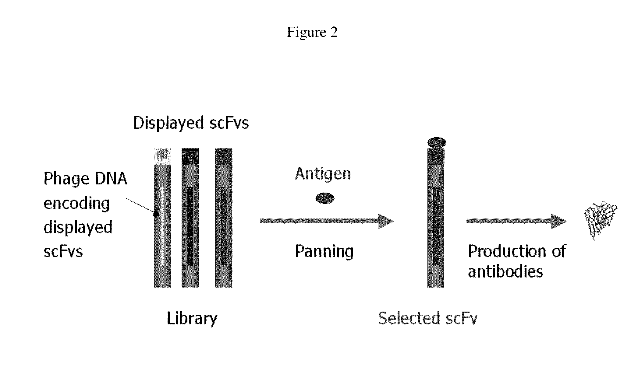 Anti-hiv domain antibodies and method of making and using same