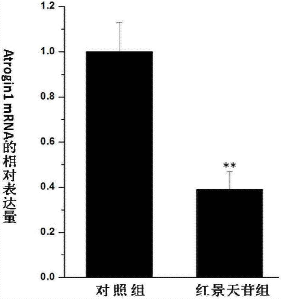 Application of salidroside in preventing and treating amyotrophy diseases