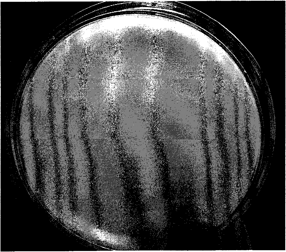 Virulent phage sensitive to riemerella anatipestifer and application thereof