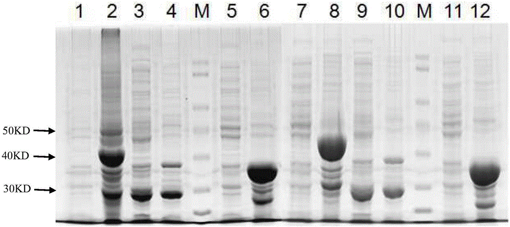 ELISA (Enzyme Linked Immunosorbent Assay) kit for detecting fowl adenovirus antibody based on hexon protein N-terminal conservative area