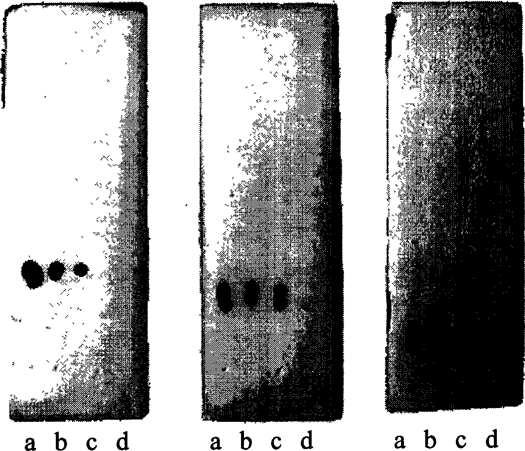 Curcumin and phosphatide composite and its preparation method