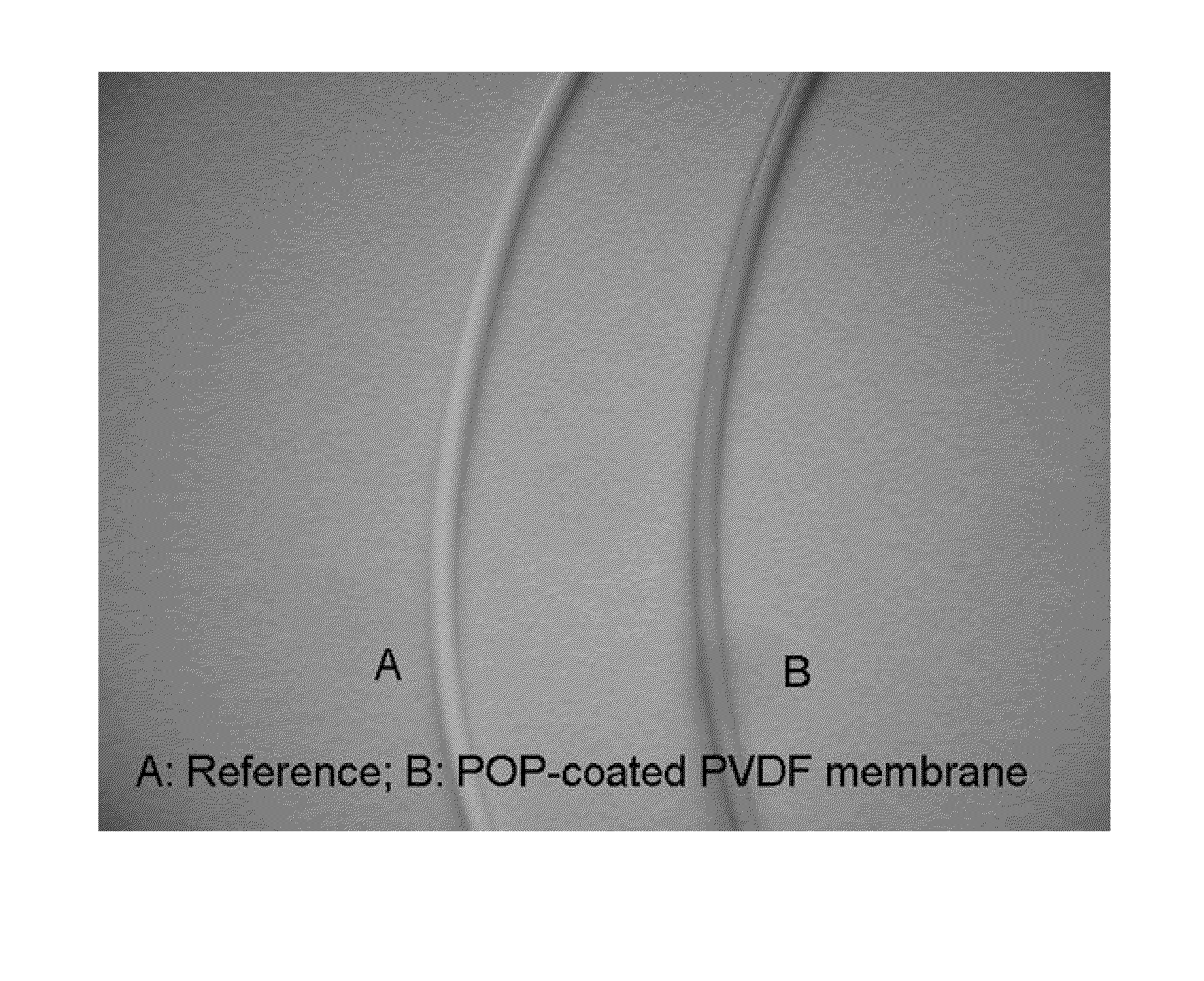 Polyphenol-type polymer coating of filtration membranes