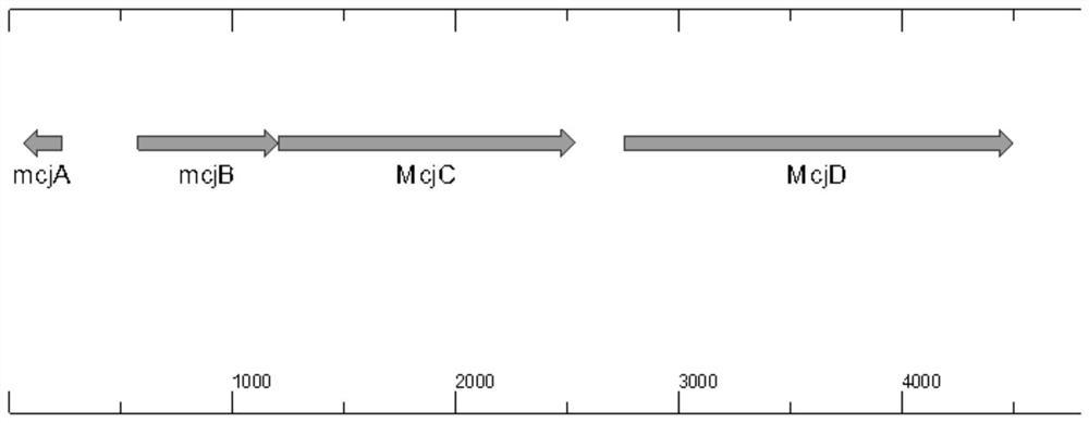 Engineering strain for efficiently expressing MccJ25 and fermentation process of engineering strain