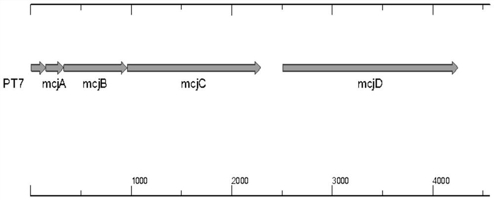 Engineering strain for efficiently expressing MccJ25 and fermentation process of engineering strain