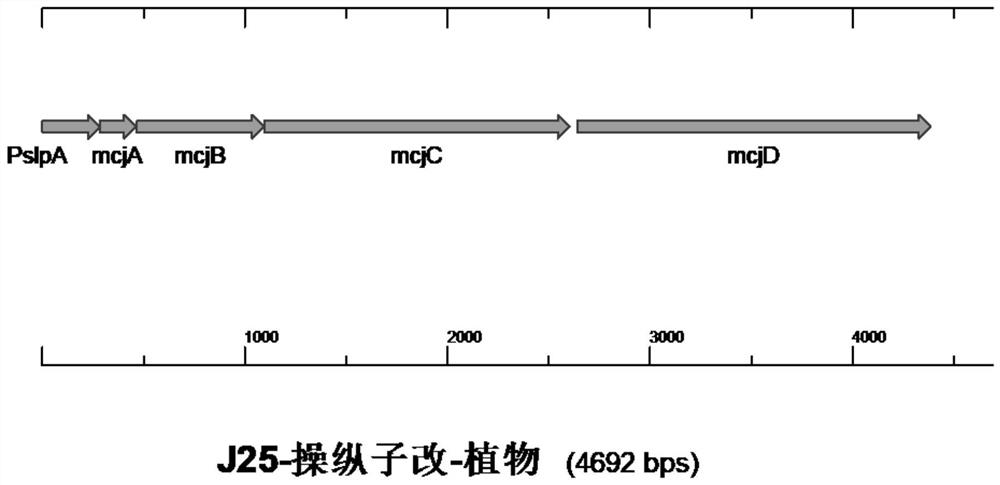 Engineering strain for efficiently expressing MccJ25 and fermentation process of engineering strain