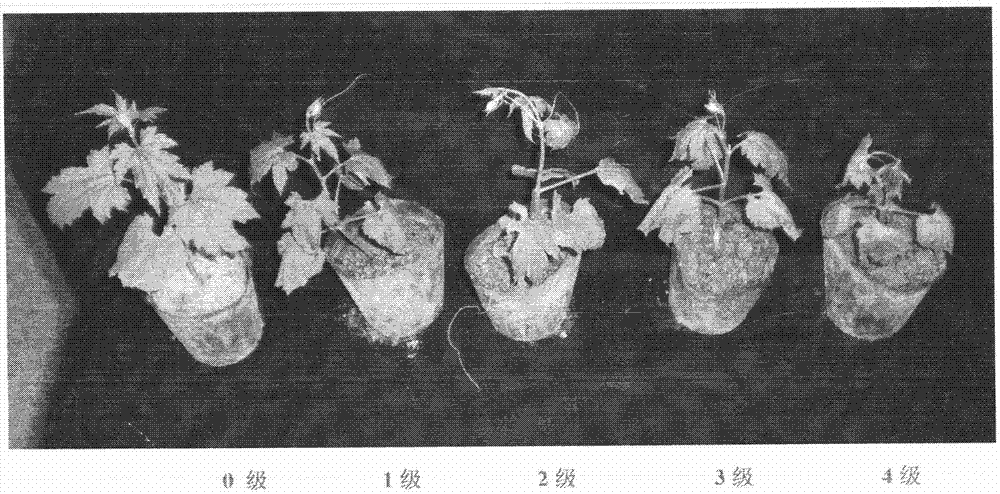 Method for identifying cold-resistant ability of balsam pears at seedling stage