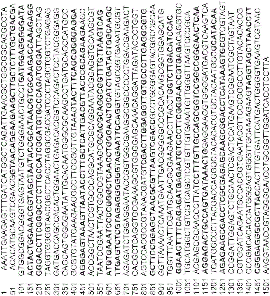 Synergistic bacterial compositions and methods of production and use thereof