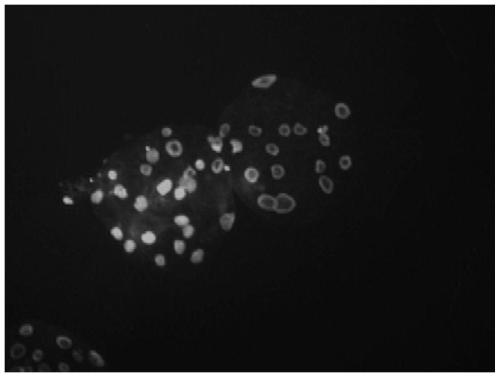 Porcine oocyte in-vitro maturation culture solution and application thereof