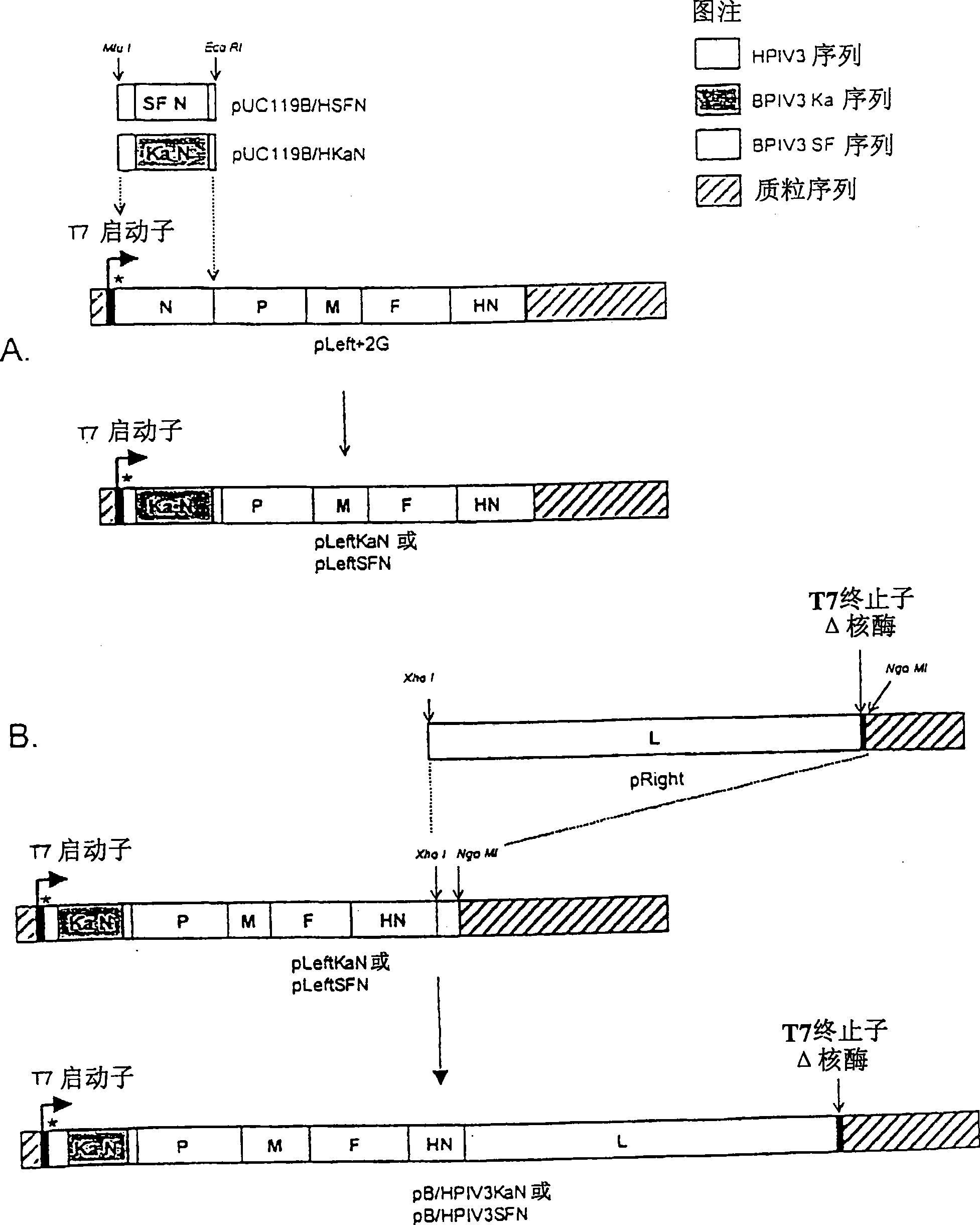 Attenuated human-bovine chimeric parainfluenza virus (piv) vaccines