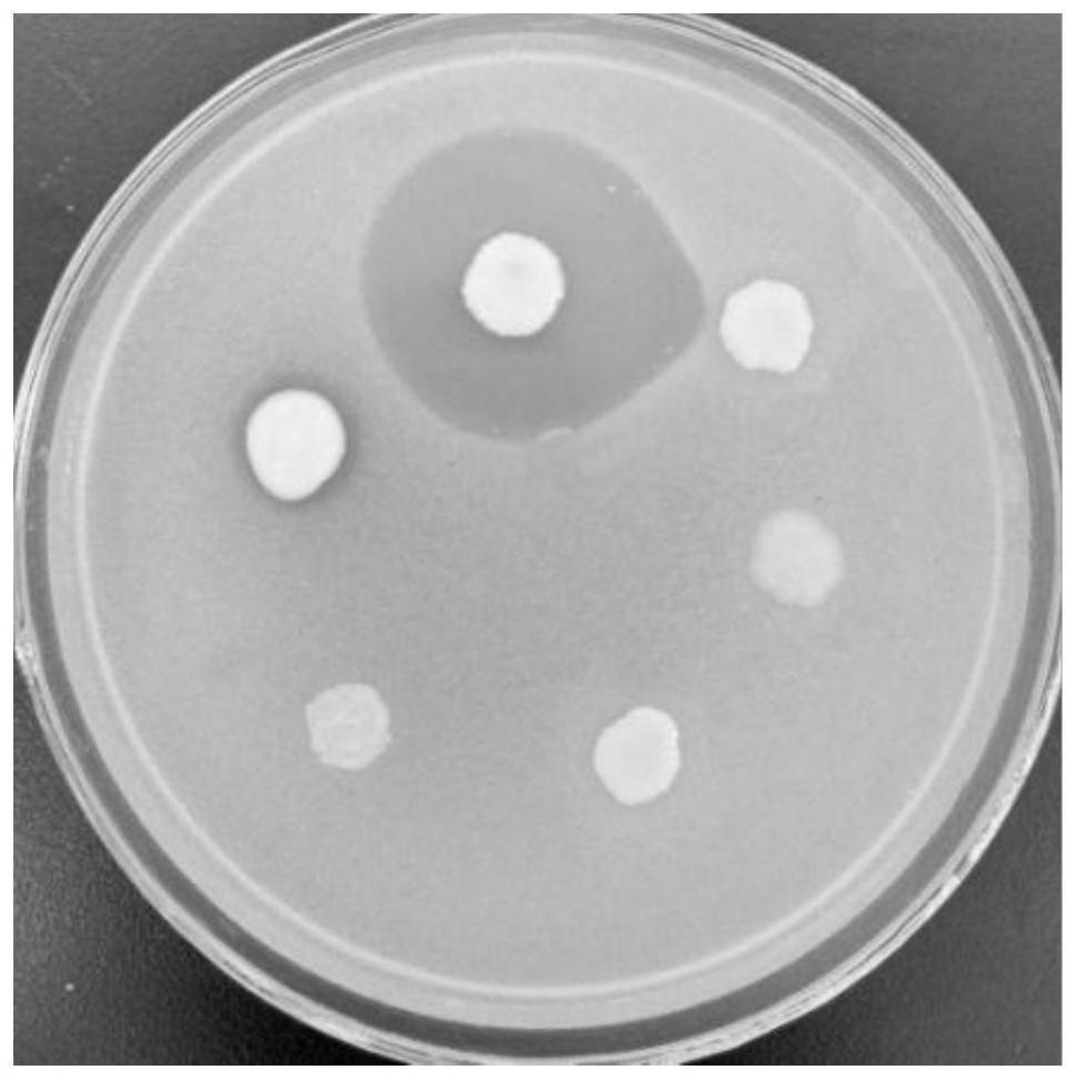 A strain antagonizing melon fruit blotch and its application