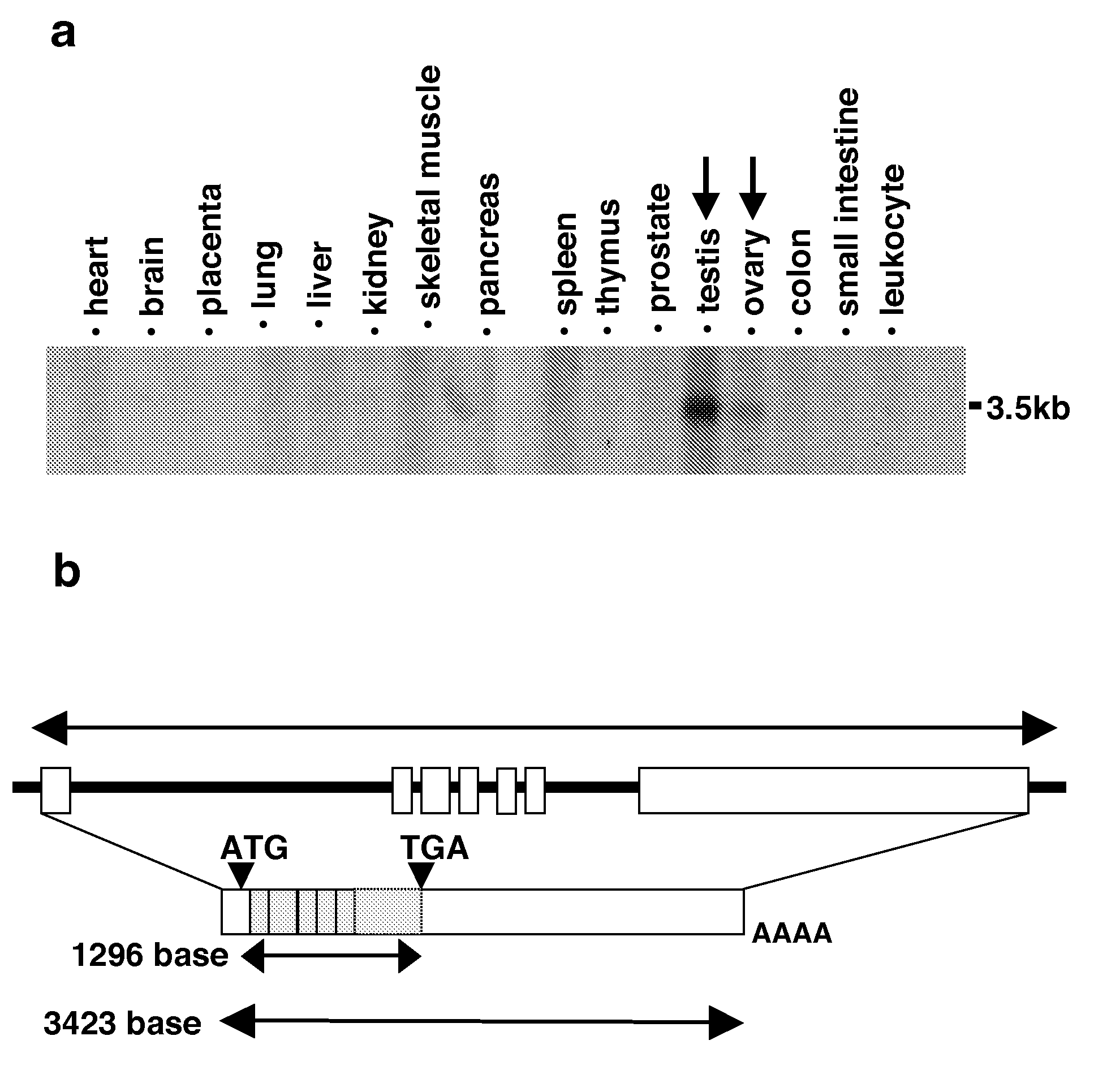 Genes and polypeptides relating to human colon cancers