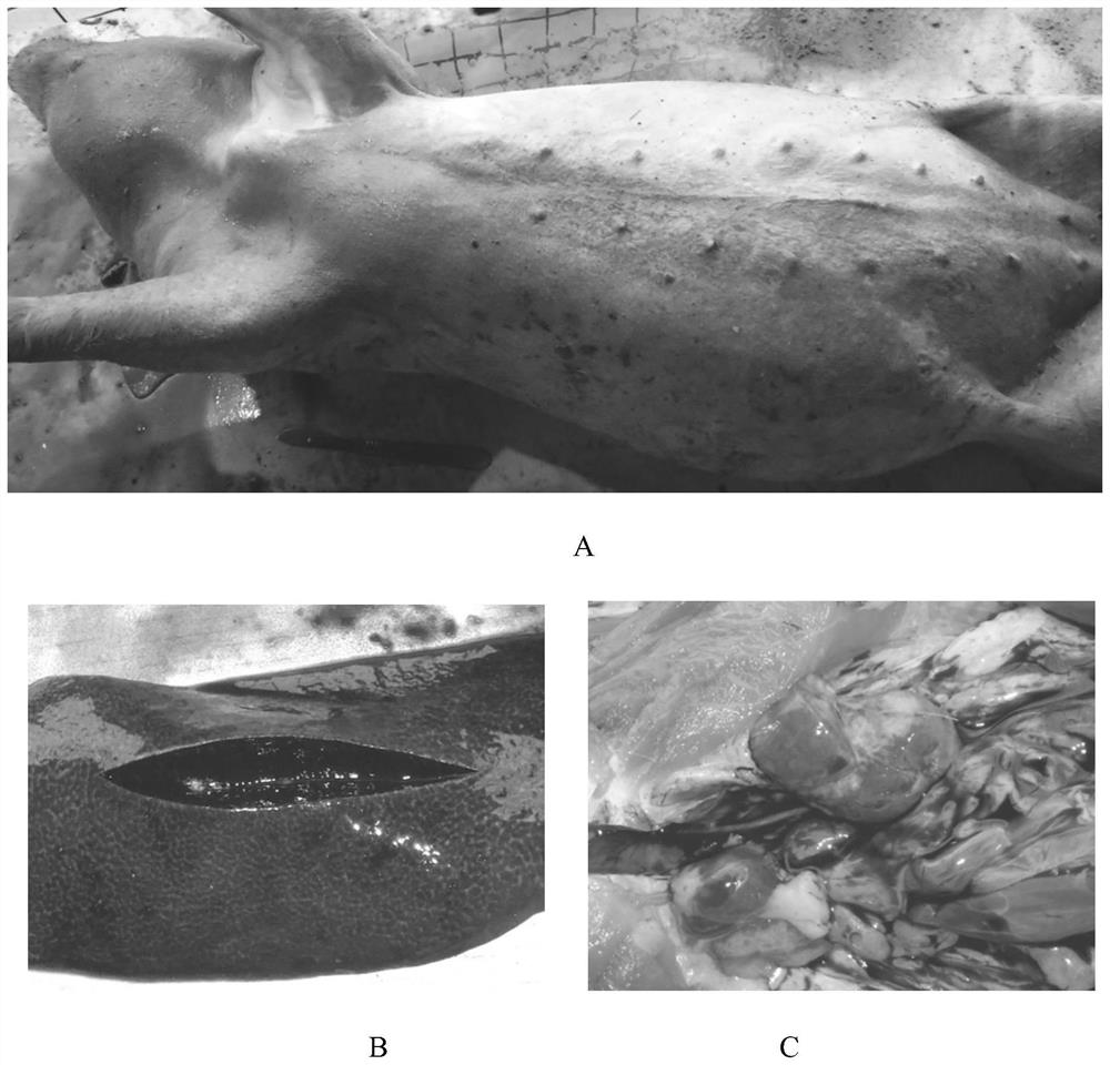 Erysipelothrix rhusiopathiae and application thereof