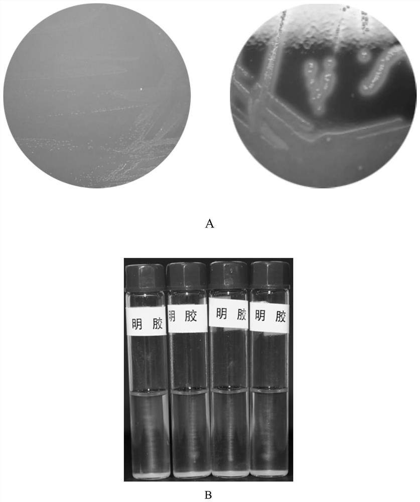 Erysipelothrix rhusiopathiae and application thereof