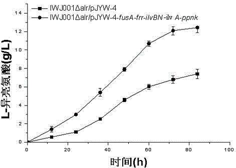 Construction method and application of L-isoleucine producing genetically engineered bacteria