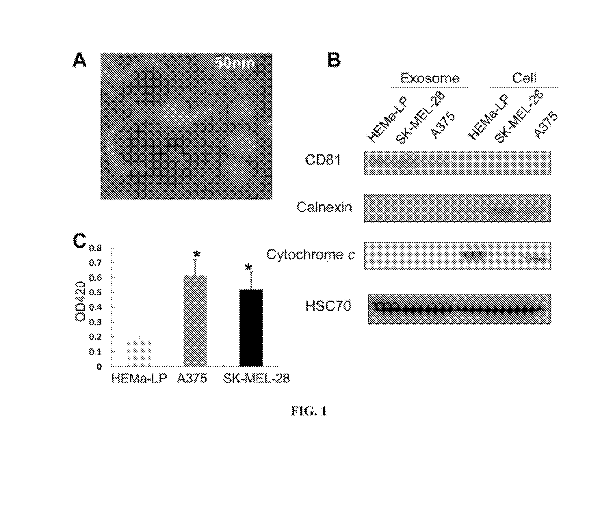 Characterizing Melanoma