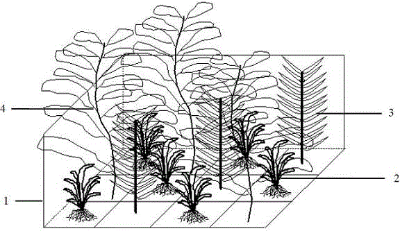 Ecological method for controlling excessive proliferation of periphytic filamentous algae through submerged plant patch mosaic pattern